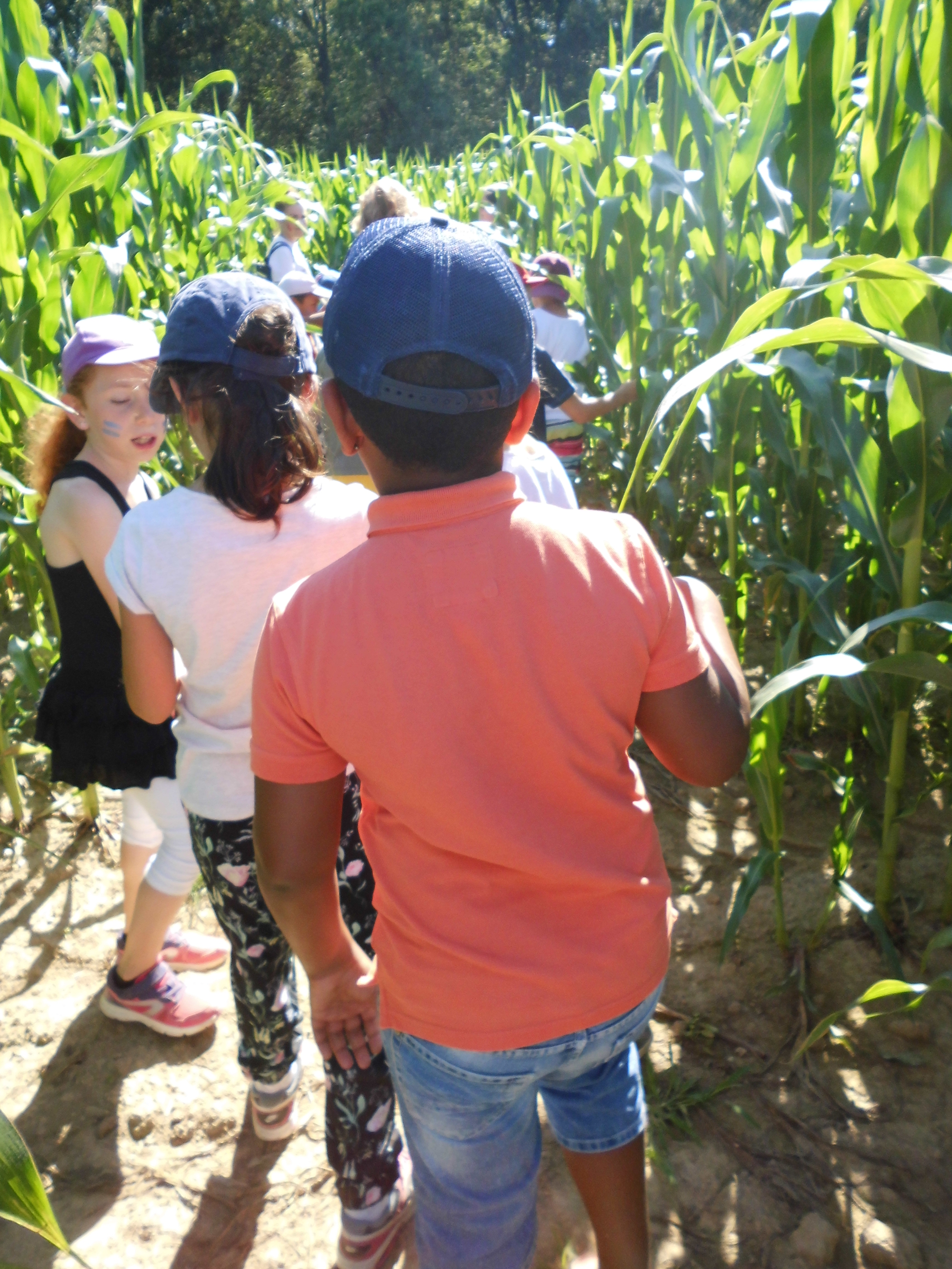 Un groupe d&#039;enfant dans un labyrinthe de maïs