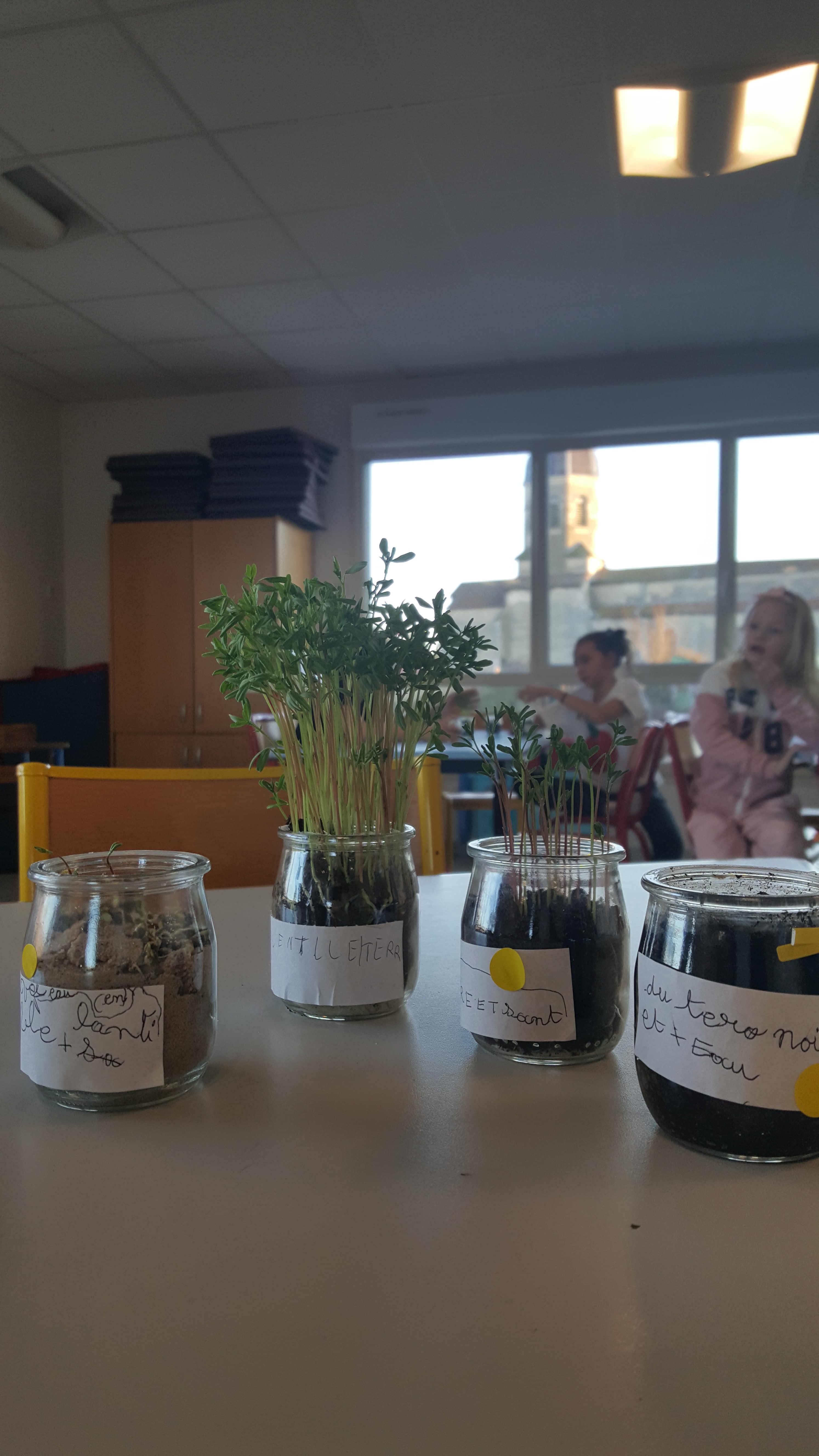 Pot en verre avec de la terre et des plantations