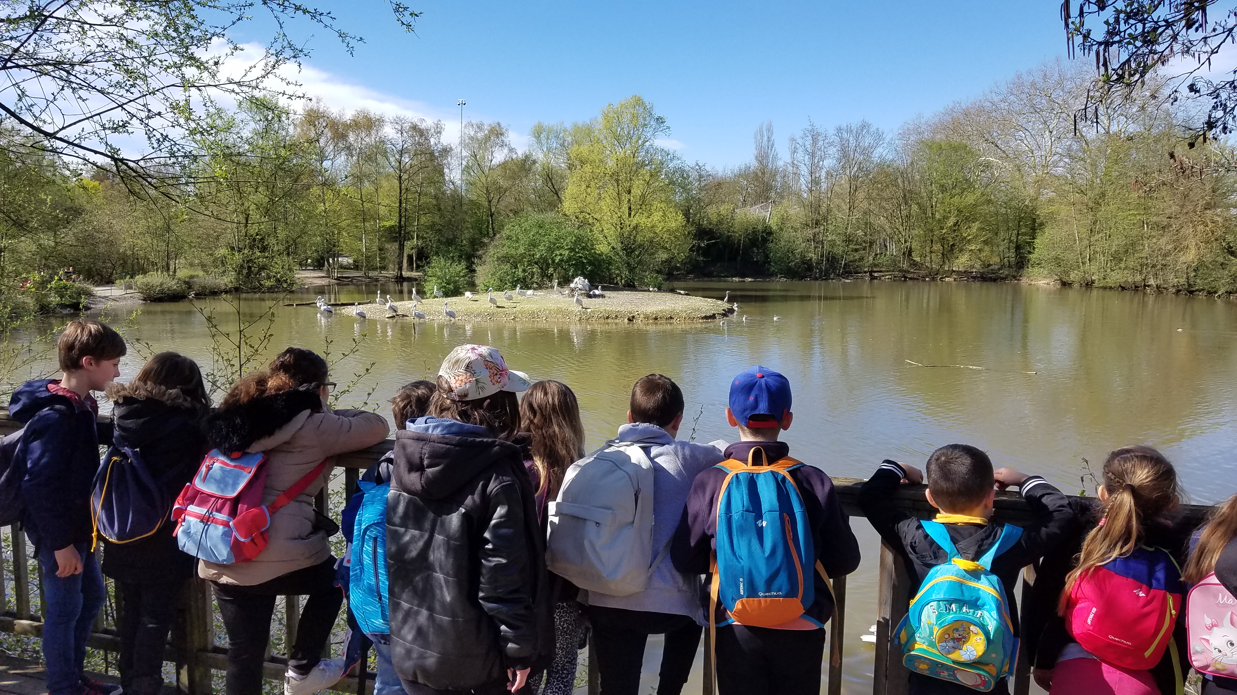 Un groupe d’enfants observent un lac et les nombreux oiseaux qui s’y trouvent
