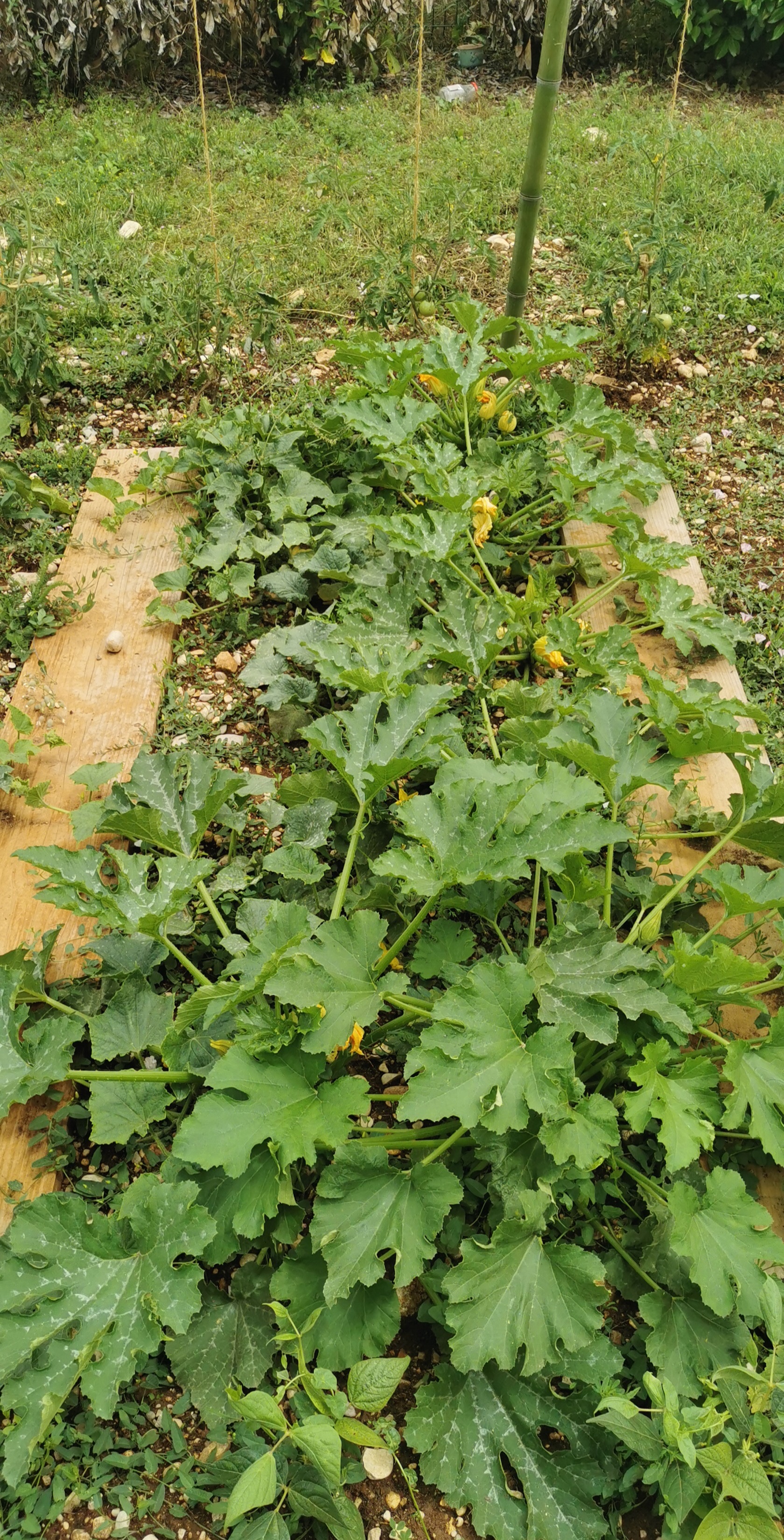 Le potager du jardin partagé de la maison relai