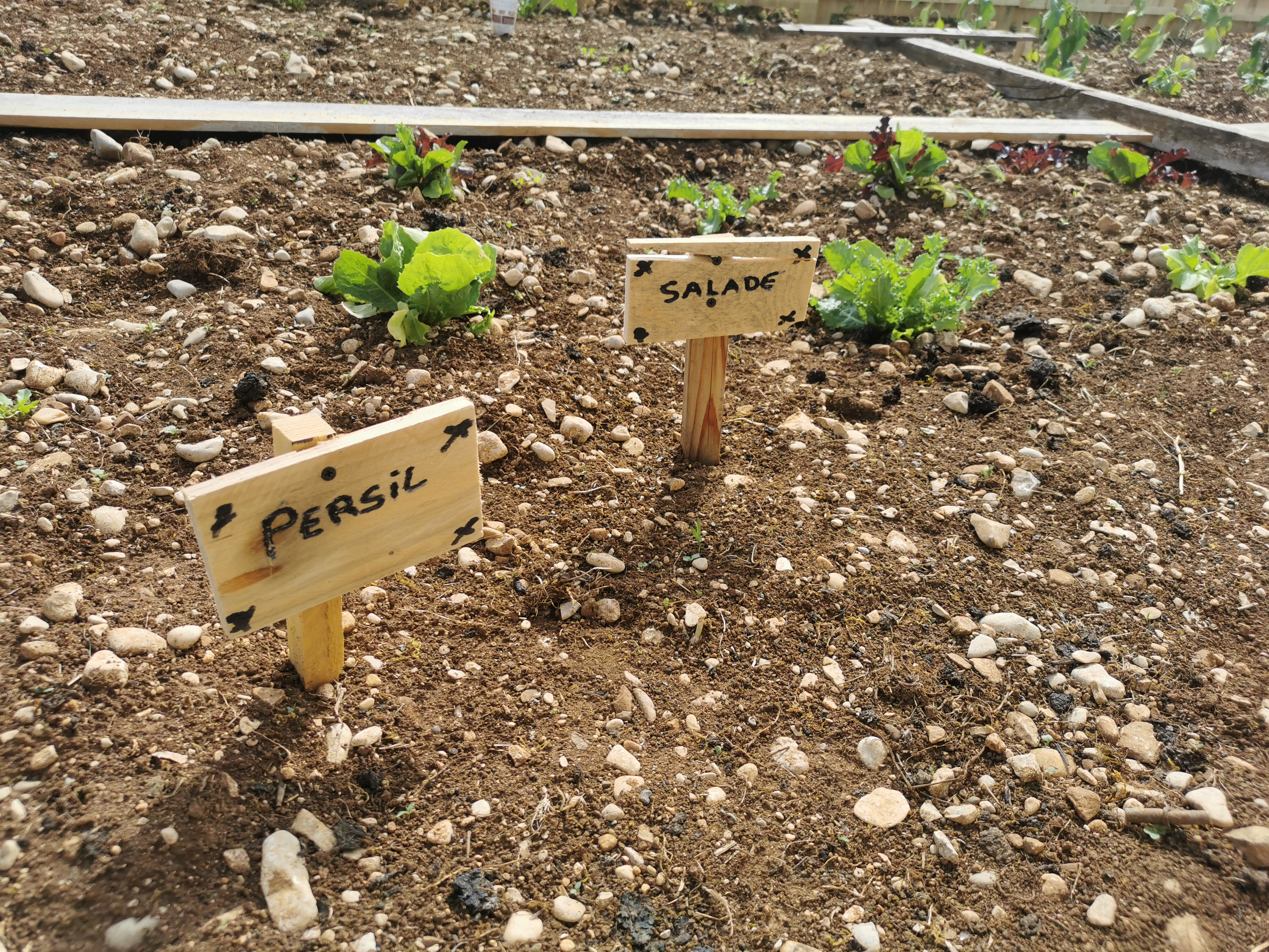 Des piquets en bois indiquant &quot;persil&quot;, &quot;salades&quot; ... sont plantés dans la terre