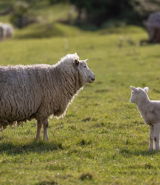 Un mouton et son petit dans un espace vert
