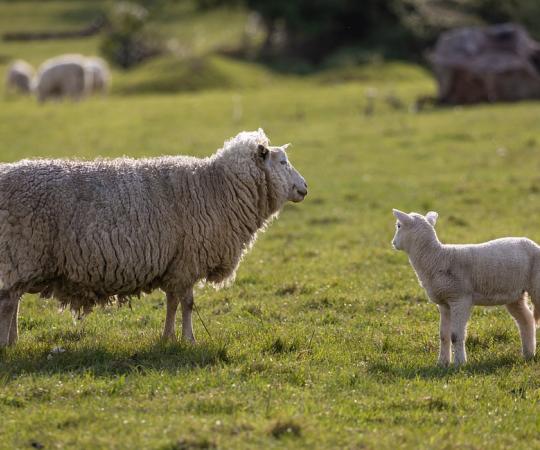 Un mouton et son petit dans un espace vert