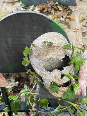 Un crâne entouré de lierre, posé devant le cimetière factice fabriqué pour l'occasion