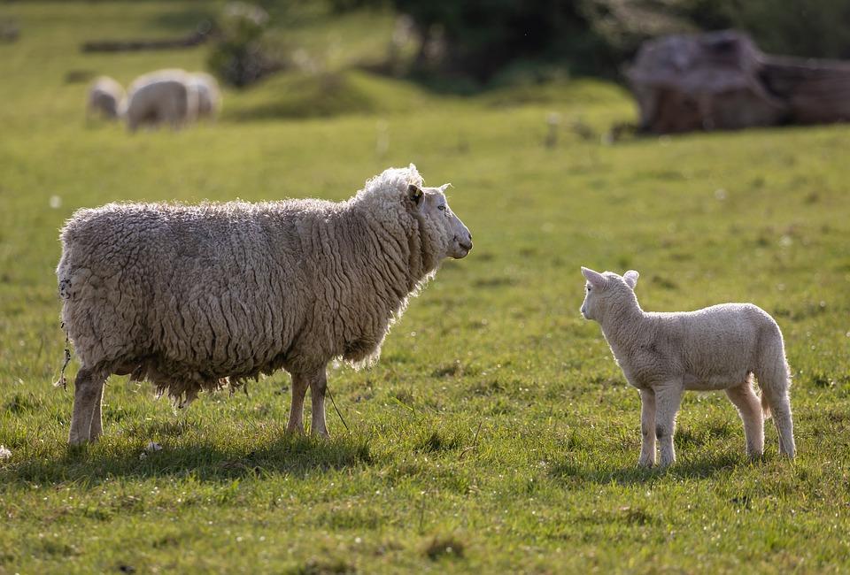 Un mouton et son petit dans un espace vert